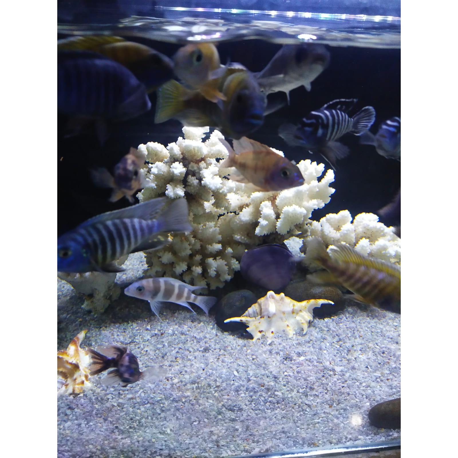 Pasir Silika untuk Aquascape - Dasar Aquarium